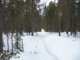 Фотоотчет: Пешком за хариусом. Идем по снегоходному следу, иначе без лыж не пройти.